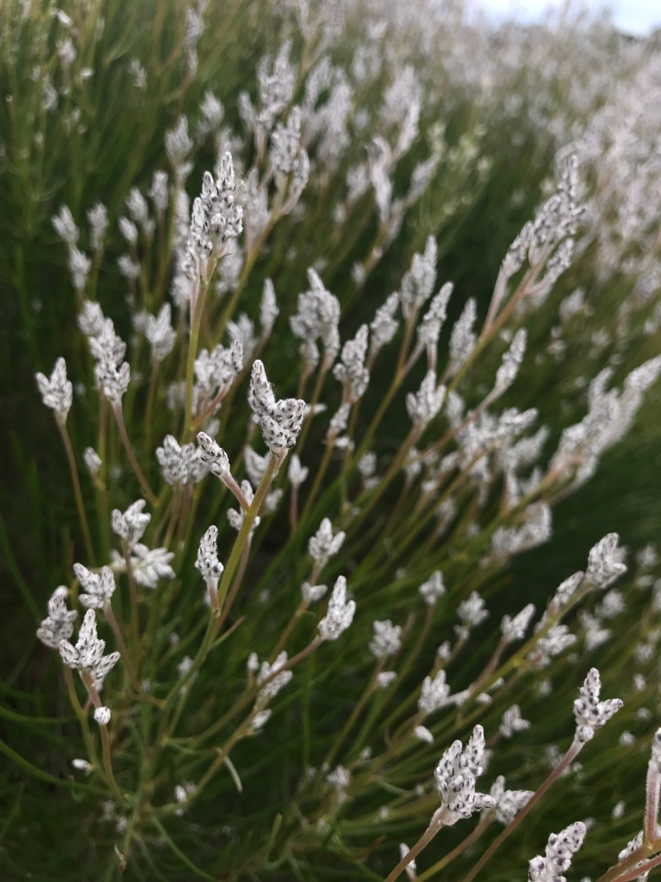 Conospermum triplinervium  Friends of Queens Park Bushland