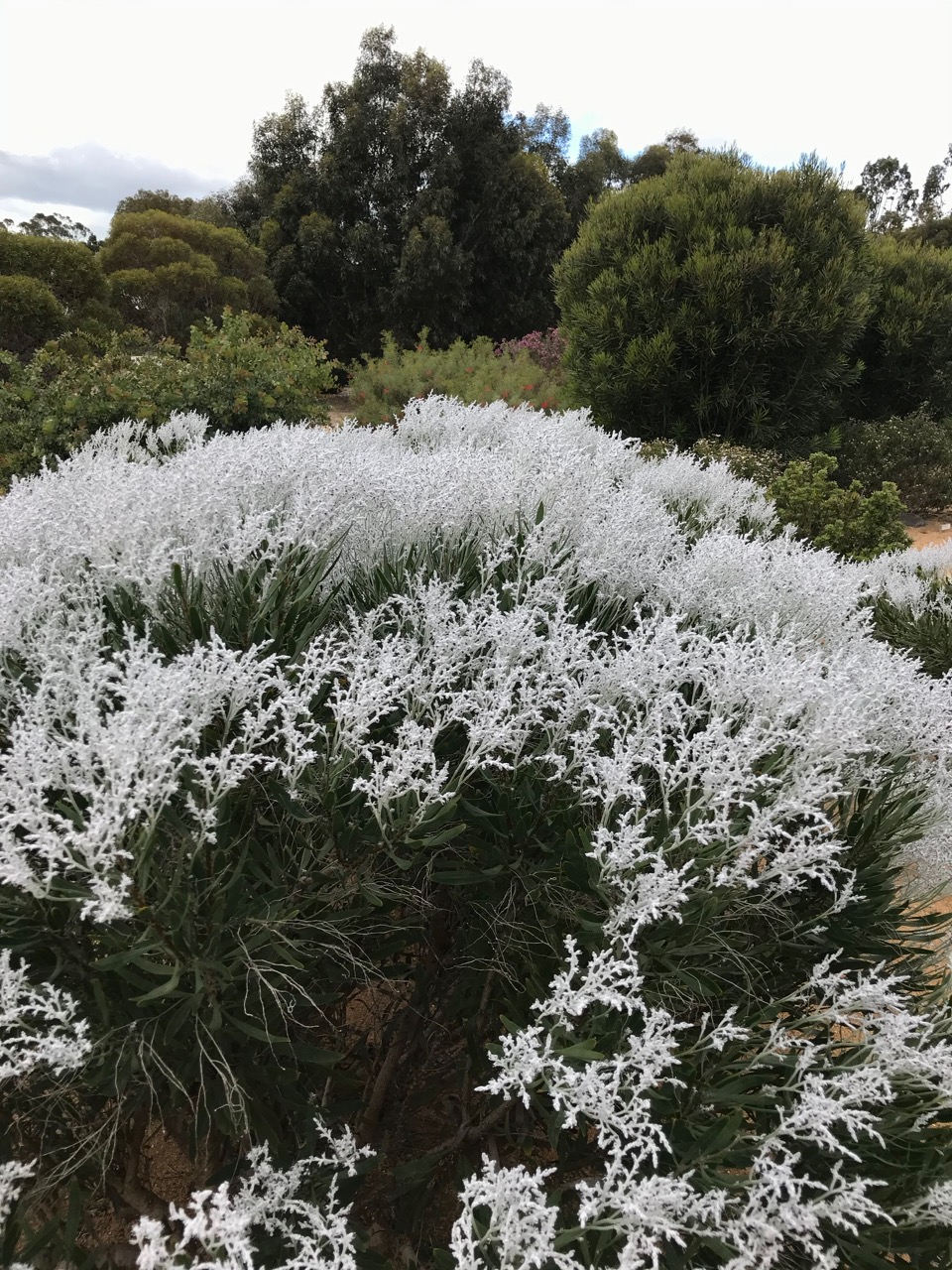 Conospermum triplinervium Friends of Queens Park Bushland