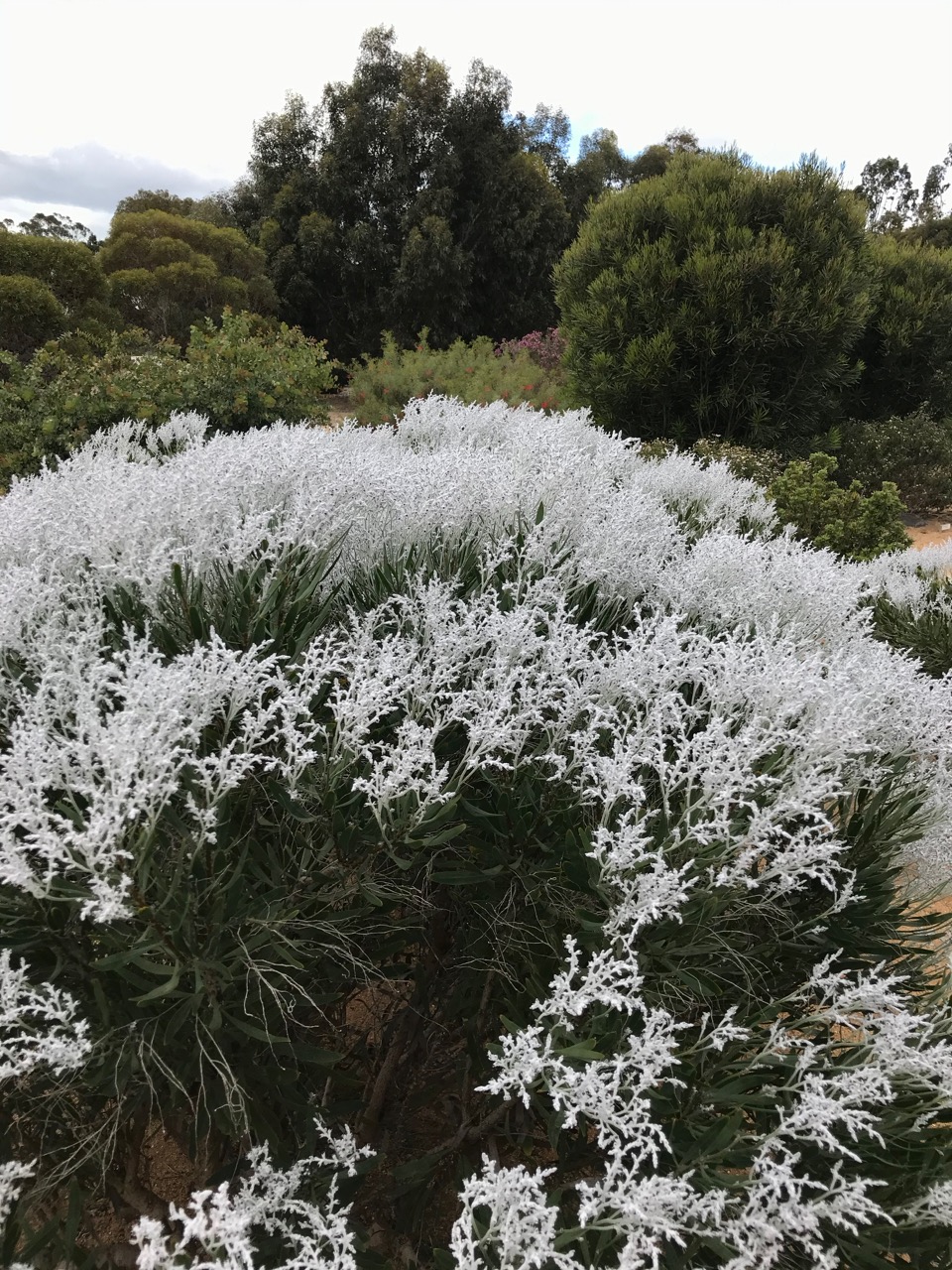 Conospermum triplinervium  Friends of Queens Park Bushland